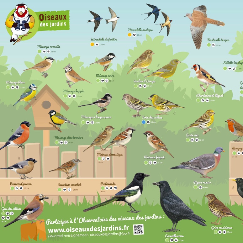 Audio test with garden birds