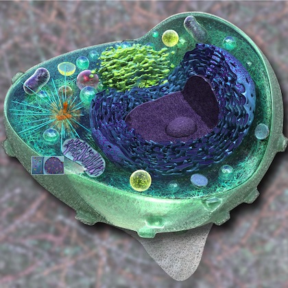 Cellules procaryotes et eucaryotes